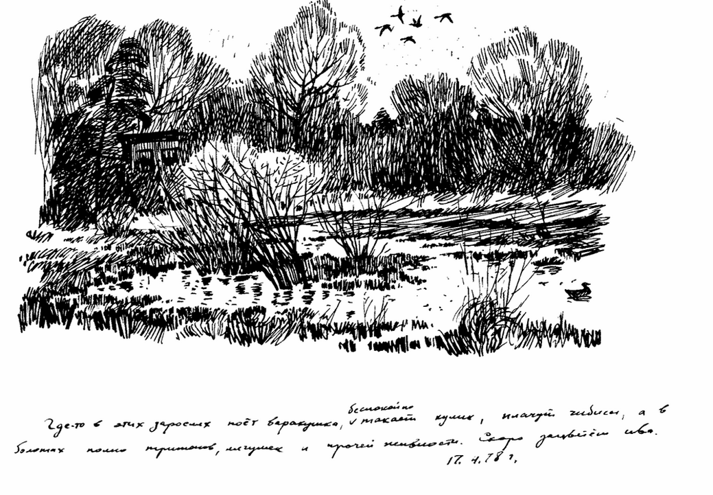 Заросли. 1978  Бумага, тушь, перо. Автор: Прохоров А.А.